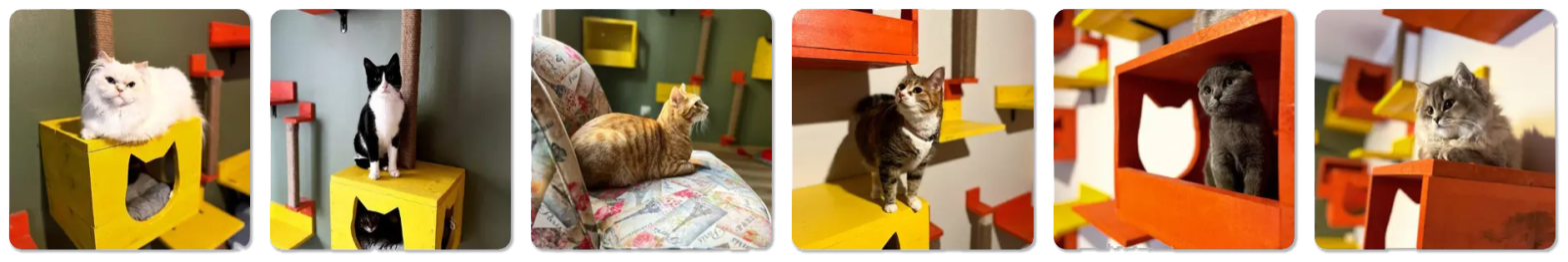 kedi oteli